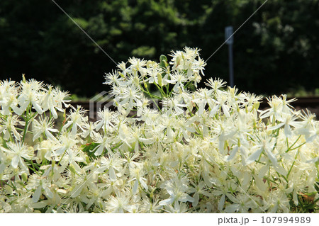 沿線に咲くセンニンソウ 107994989