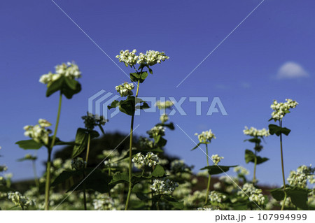 青空に向かって咲くソバの花 青空に向かって咲くソバの花 107994999