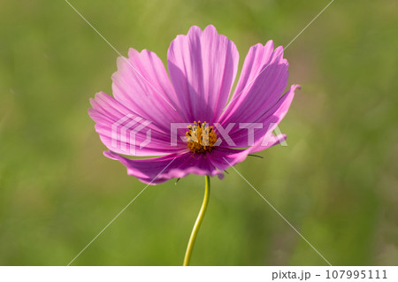ピンク色のコスモスのクローズアップ素材 107995111