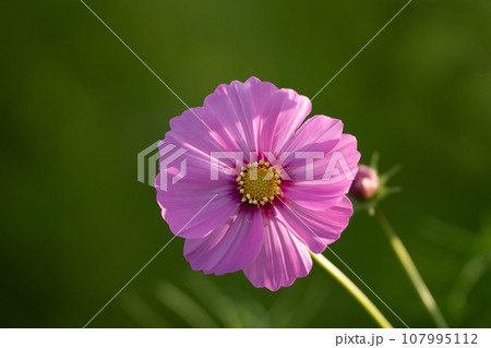 ピンク色のコスモスのクローズアップ素材 107995112