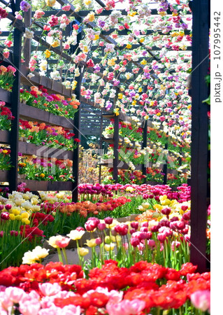 チューリップ 日本庭園 島根 由志園 チューリップ 日本庭園 島根 由志園 107995442