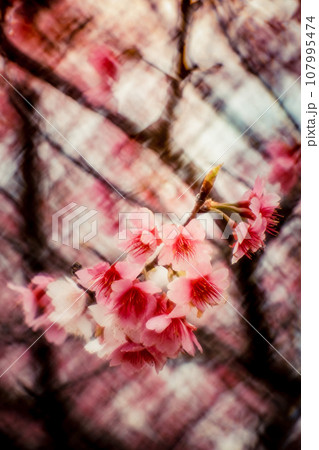 桜 さくら サクラ 107995474