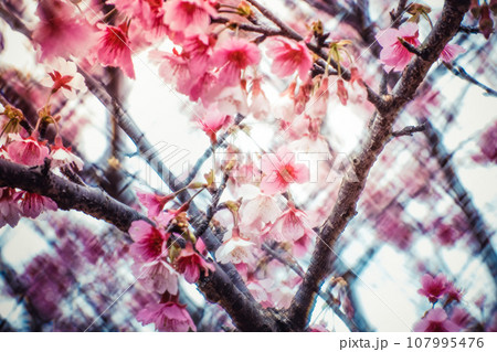 桜 さくら サクラ 107995476