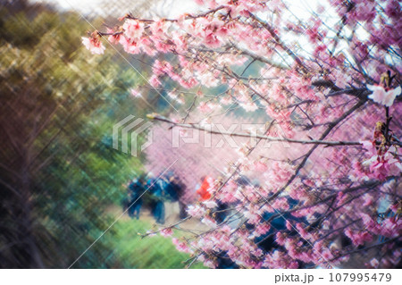 桜 さくら サクラ 107995479