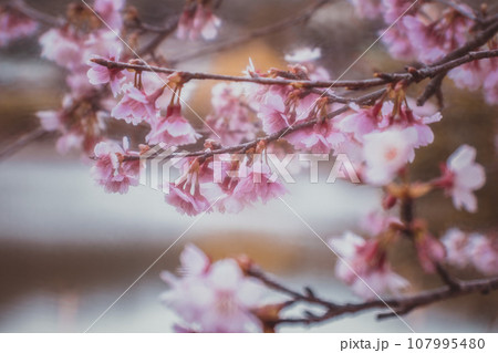 桜 さくら サクラ 107995480