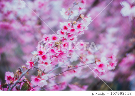 桜 さくら サクラ 107995518