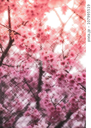 桜 さくら サクラ 107995519