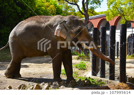 インドゾウ 107995614