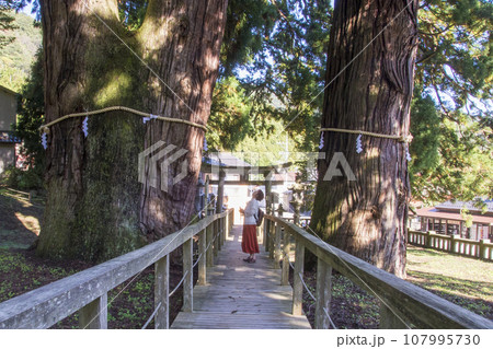 諏訪神社の御神木が続く参道 諏訪神社の御神木が続く参道 107995730