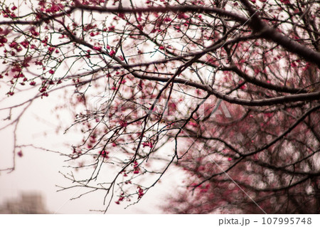 桜 さくら サクラ 107995748