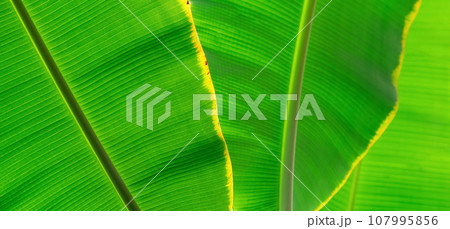 natural green floral background - texture of wide leaves of tropical plant 107995856