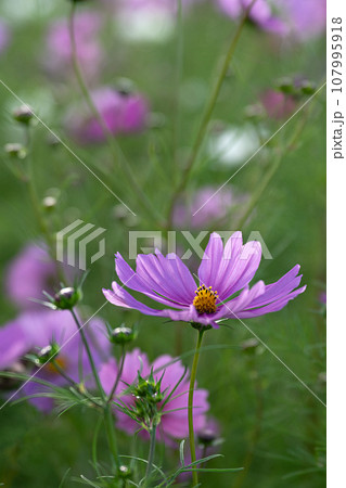 コスモスの咲く季節 107995918