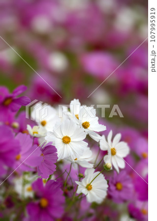 コスモスの咲く季節 107995919