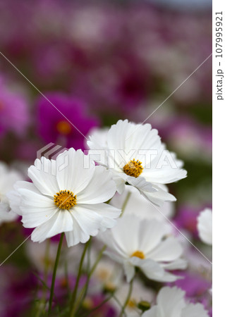 コスモスの咲く季節 コスモスの咲く季節 107995921