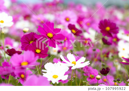 コスモスの咲く季節 コスモスの咲く季節 107995922