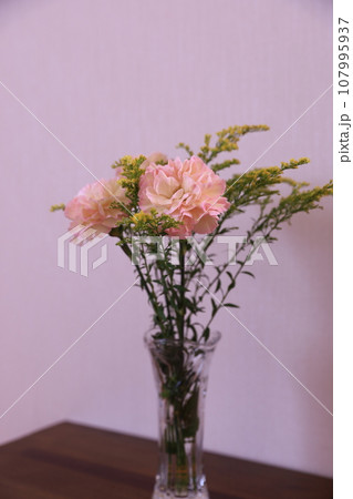 カーネーションとソリダコ 107995937