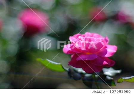 花 フラワー お花 107995960