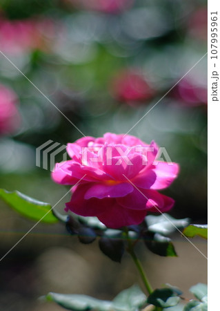 花 フラワー お花 107995961