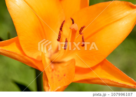 Macro closeup of a vibrant orange lily in bloom with selective focus on polen 107996107