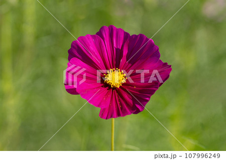 秋桜の花びらのクローズアップ素材 秋桜の花びらのクローズアップ素材 107996249