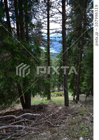 Forest on the route Forest on the route 107996319