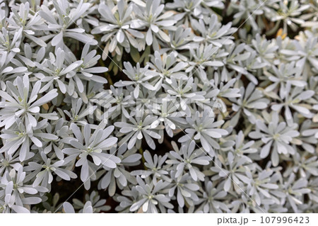 シルバーリーフが美しいモクビャッコウ 107996423