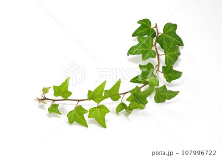 アイビー 107996722