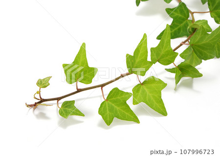 アイビー アイビー 107996723