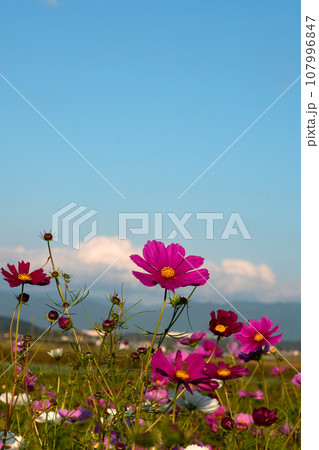 コスモスの花と青空のコピースペース 107996847