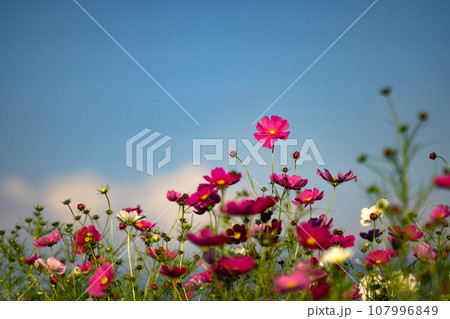 コスモスの花と青空のコピースペース 107996849