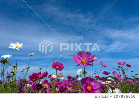 コスモスの花と青空のコピースペース 107996850
