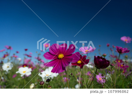 コスモスの花と青空のコピースペース 107996862