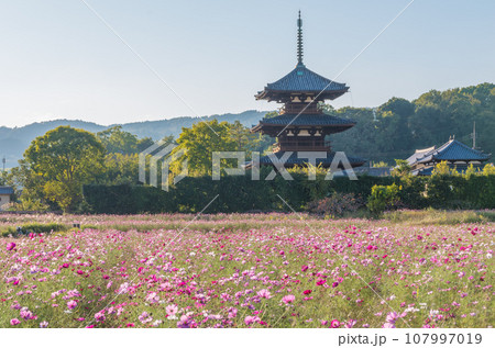 法起寺とコスモス畑 法起寺とコスモス畑 107997019
