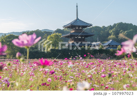 法起寺とコスモス畑 法起寺とコスモス畑 107997023