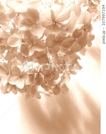 ハイドランジアドライフラワー 107997194