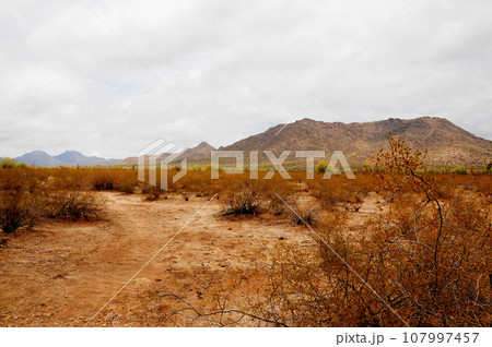 Sonora Desert Arizona Sonora Desert Arizona 107997457