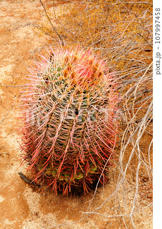 Arizona Barrel Cactus Arizona Barrel Cactus 107997458