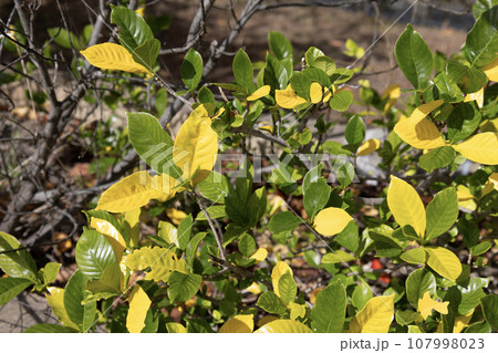 黄色と緑の葉（クチナシの黄色い葉） 107998023