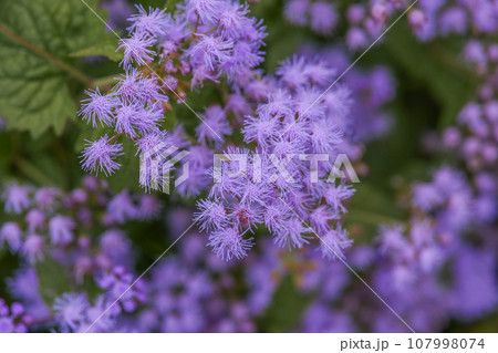 キク科の麗しいアゲランタムの花 キク科の麗しいアゲランタムの花 107998074