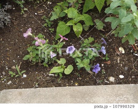 紫色小さいラッパ状の花はペチニアの花 107998329