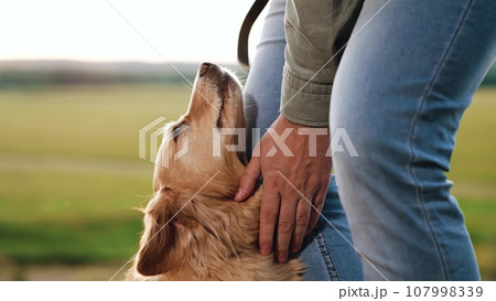 Careful owner strokes head and neck of cocker spaniel dog in green field man owner tames funny cocker spaniel dog in park meadow man strokes dog in country field walking on weekend closeup 107998339