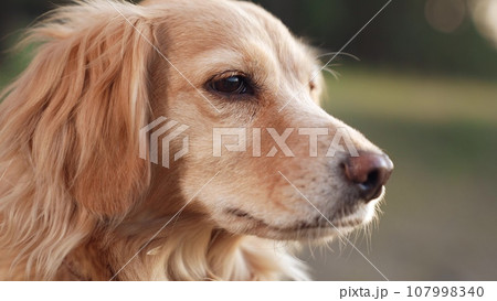Red cocker spaniel dog licks nose looking up at walk in green park on summer day dedicated dog enjoys resting in country park at sunset time spaniel dog walks in summer park in evening closeup 107998340