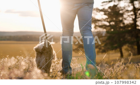 Cute cocker spaniel dog waves tail walking with owner along field grass at sunset man walks dedicated small dog on leash in summer park owner with spaniel enjoys walk across wild park closeup 107998342