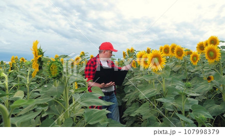 Farmer inspects sunflower plants growth using laptop at country field. Farmer gathers data about sunflower plants with laptop. Farmer prepares report on laptop examining sunflowers field 107998379