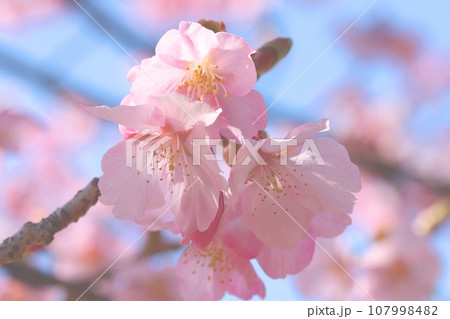 青空に咲く桜の画像素材 青空に咲く桜の画像素材 107998482