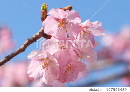 青空に咲く桜の画像素材 青空に咲く桜の画像素材 107998489