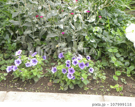 白い淵の青色の小さなラッパ状の花はペチニアの花 107999118