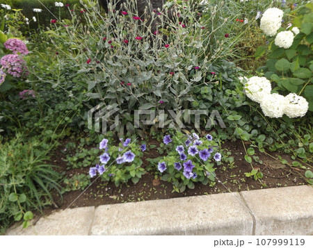 青のグラデーションのラッパ状の花はペチニアの花 青のグラデーションのラッパ状の花はペチニアの花 107999119