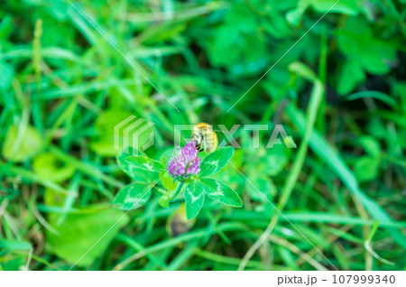 長野　戸隠高原　レンゲの蜜を吸うコマルハナバチ　小丸花蜂 107999340