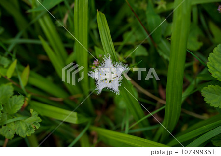 長野 戸隠高原に咲くシラヒゲソウ 長野 戸隠高原に咲くシラヒゲソウ 107999351